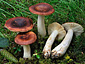 Russula favrei