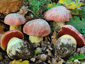 Boletus lupinus