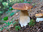 Boletus edulis