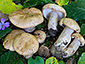 Lactarius pallidus