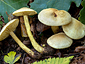 Tricholoma sulphureum