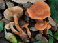 Lactarius atlanticus