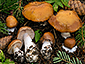 Cortinarius caesiolamellatus