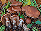 Cortinarius piceidisjungendus