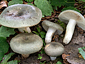 Russula medullata