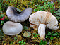 Russula atroglauca