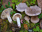 Lactarius uvidus