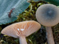 Lactarius cyathuliformis