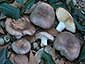 Russula ochrospora