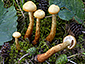 Pholiota alnicola