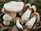 Entoloma sinuatum