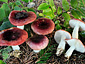 Russula atrorubens