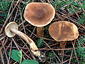 Lactarius hepaticus