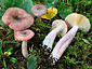 Russula gracillima