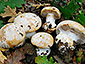 Cortinarius aleuriosmus