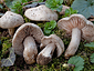 Entoloma saundersii