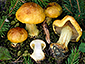 Cortinarius aureofulvus