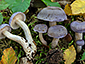 Cortinarius croceocoeruleus