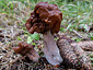 Gyromitra infula