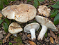 Russula ilicis