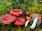 Russula griseascens