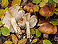 Tricholoma ustale