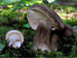 Lactarius picinus