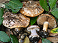 Cortinarius rapaceotomentosus