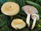 Lactarius flavopalustris