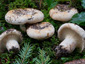 Lactifluus vellereus