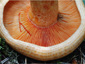 Lactarius salmonicolor