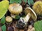 Cortinarius xanthochlorus