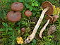 Cortinarius biformis