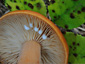 Lactarius aurantiacus