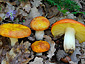 Russula aurea