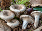 Russula densifolia