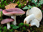 Russula fragilis var. fragilis