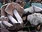 Entoloma saundersii