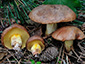 Suillus collinitus