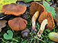 Cortinarius orellanus