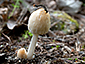 Coprinellus micaceus