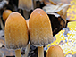 Coprinellus micaceus