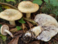 Lactarius flavidus