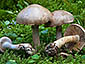 Cortinarius anomalus