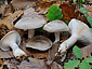 Clitocybe nebularis