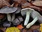 Tricholoma portentosum