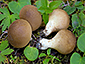 Lycoperdon atropurpureum