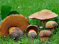 Boletus luridus