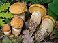 Leccinum crocipodium