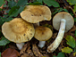 Russula subfoetens